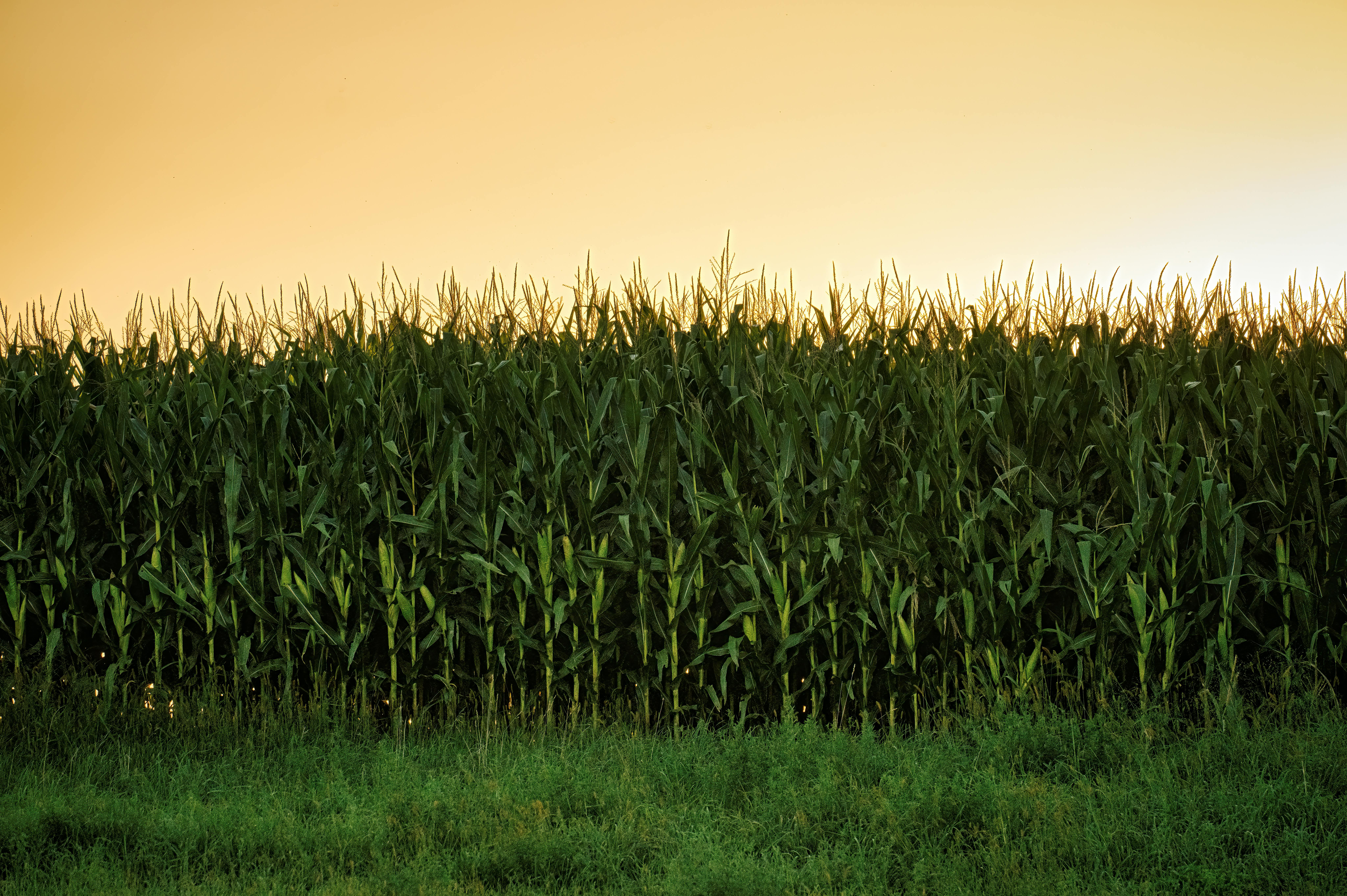 Export Business Banner